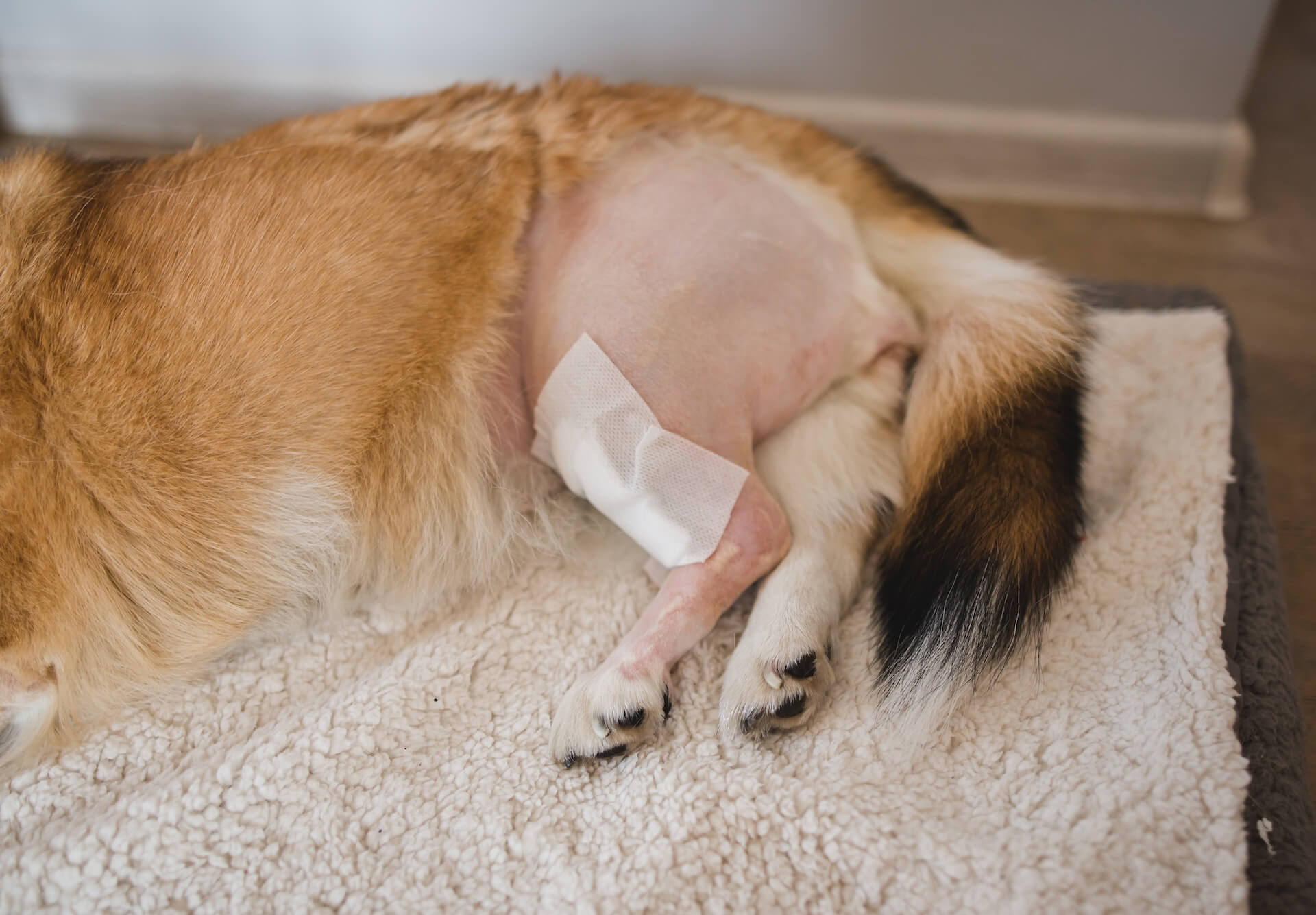 Cruciate Disease in Scottsdale Cruciate Disease in Scottsdale