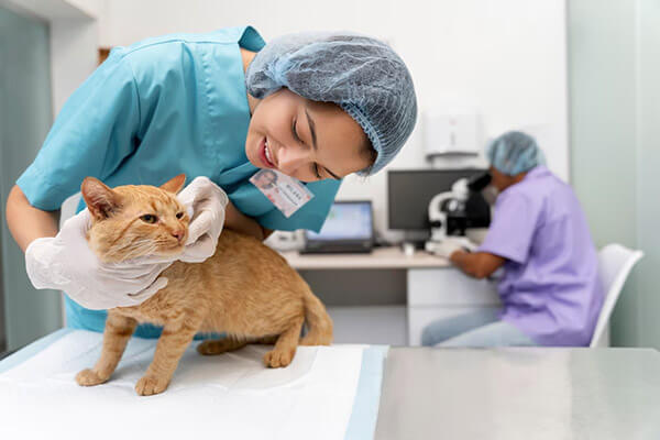 Cat Vet Visit in Scottsdale Cat Vet Visit in Scottsdale