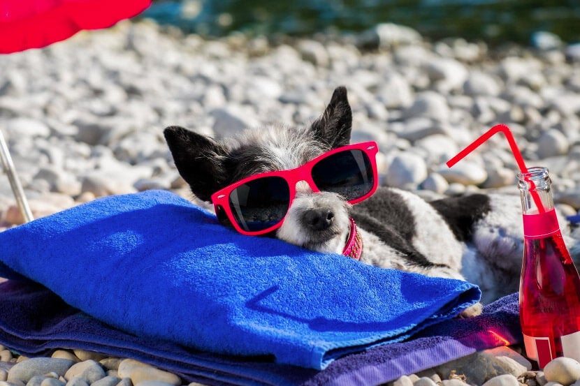 Dehydrated Pet in Scottsdale Dehydrated Pet in Scottsdale