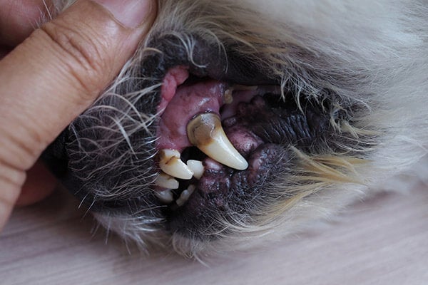 Pet Dental Disease in Scottsdale Pet Dental Disease in Scottsdale