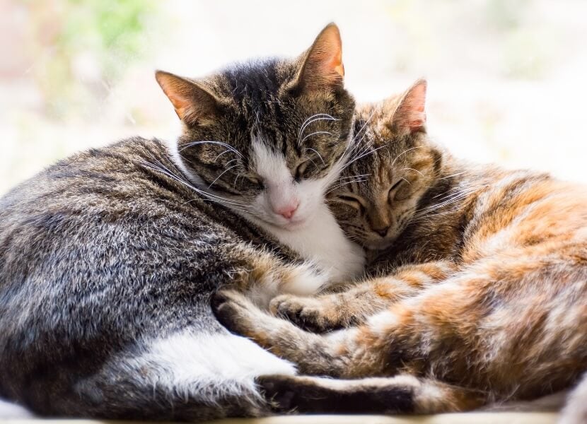 Flea and Tick Prevention in Scottsdale Flea and Tick Prevention in Scottsdale