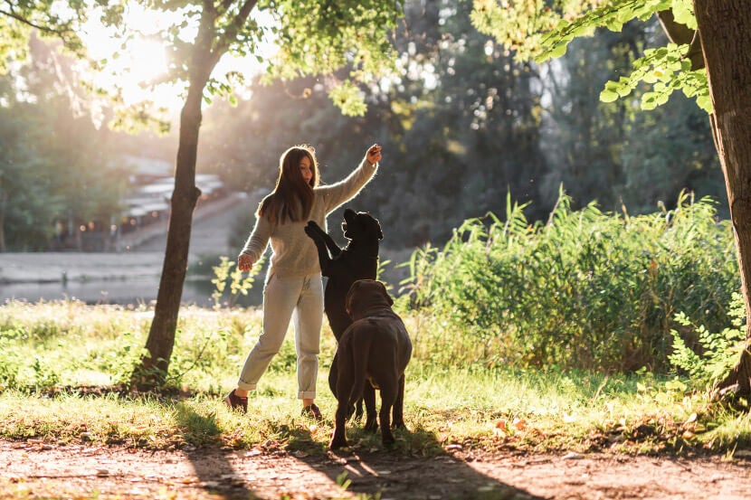 Fleas in Scottsdale Fleas in Scottsdale