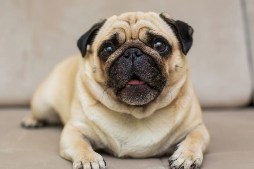 Overweight Pet in Scottsdale Overweight Pet in Scottsdale
