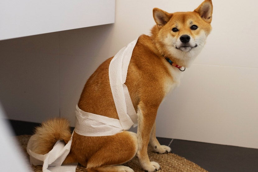 Pet Diarrhea in Scottsdale Pet Diarrhea in Scottsdale