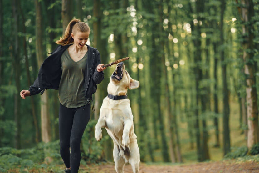 Pet Exercise in Scottsdale Pet Exercise in Scottsdale