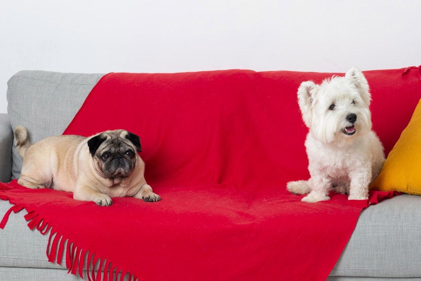 Pet Furniture Chewing in Scottsdale Pet Furniture Chewing in Scottsdale