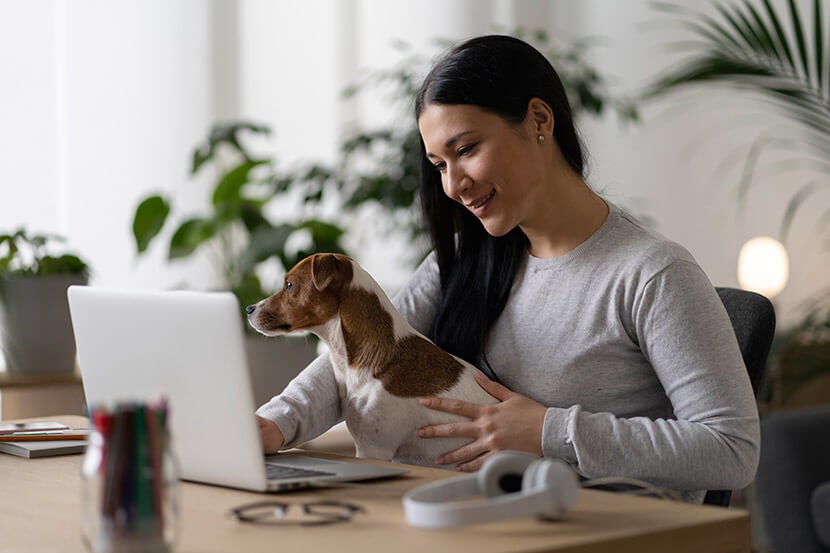 Pet Insurance in Scottsdale Pet Insurance in Scottsdale