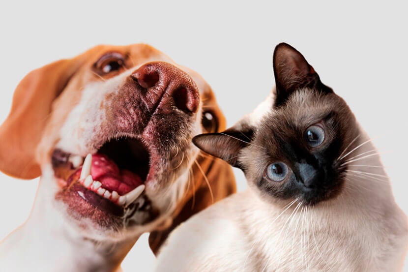 Pet Insurance in Scottsdale Pet Insurance in Scottsdale