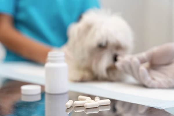 Pet Medicine in Scottsdale Pet Medicine in Scottsdale