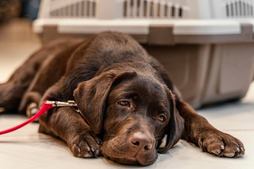 Pet Pain in Scottsdale Pet Pain in Scottsdale