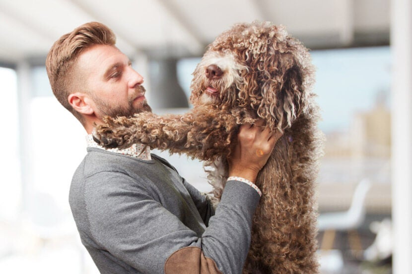 Pet Shaking Head in Scottsdale Pet Shaking Head in Scottsdale