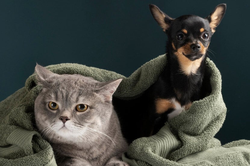 Spay and Neuter in Scottsdale Spay and Neuter in Scottsdale