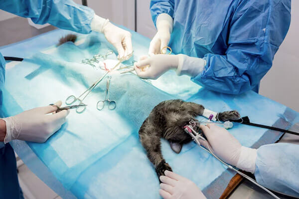 Pet Urinary Obstruction in Scottsdale Pet Urinary Obstruction in Scottsdale