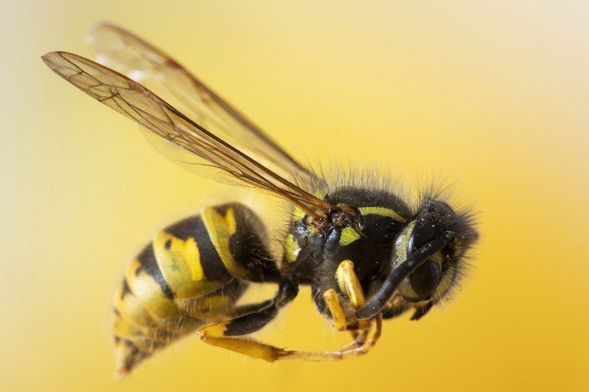 What Should I Do If My Pet Gets Stung By A Bee? What Should I Do If My Pet Gets Stung By A Bee?