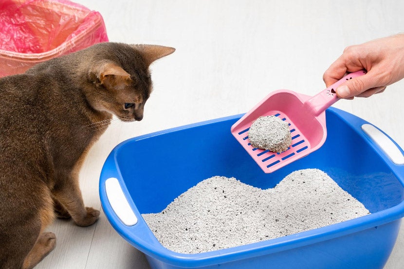 Cat Litterbox Cat Litterbox