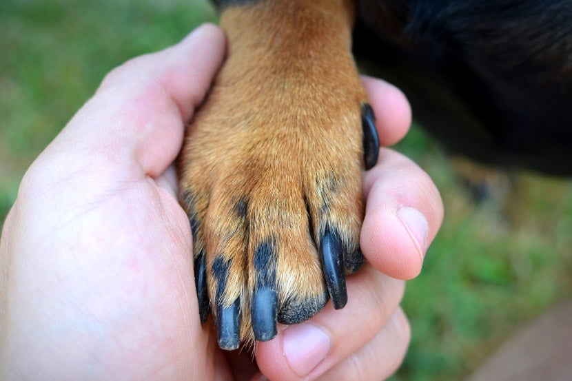 Dog Pedicure Dog Pedicure