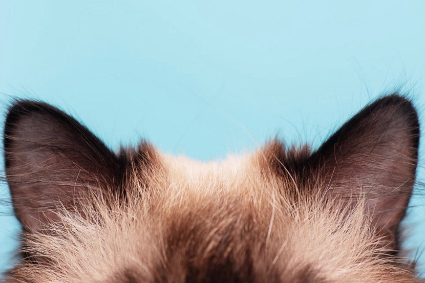 Otitis Or (N)Otitis? – I Think My Dog (Or Cat) Has An Ear Infection Otitis Or (N)Otitis? – I Think My Dog (Or Cat) Has An Ear Infection