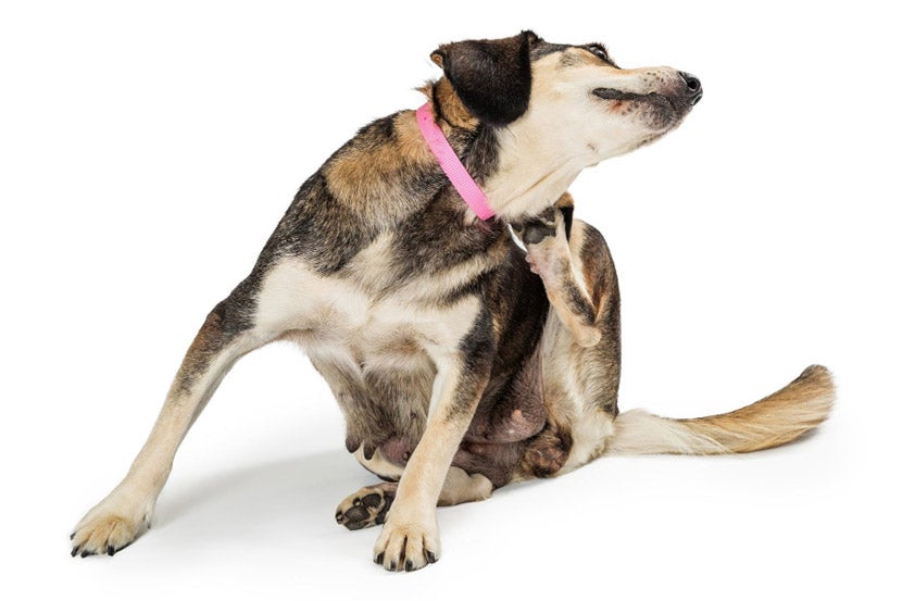 Why Can’t My Pet Stop Itching? Why Can’t My Pet Stop Itching?