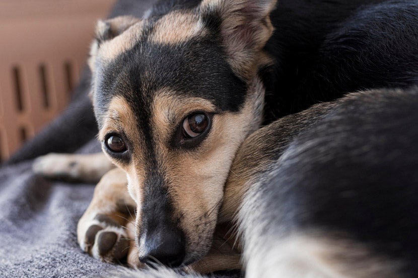 My Pet Seems Lethargic, What Could Be Wrong? My Pet Seems Lethargic, What Could Be Wrong?