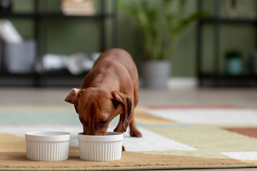 What’s The Best Diet For My Pet? What’s The Best Diet For My Pet?