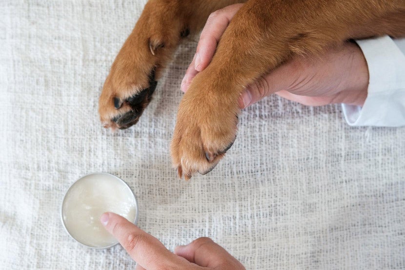 My Pet Has A Lump – Should I Be Concerned? My Pet Has A Lump – Should I Be Concerned?