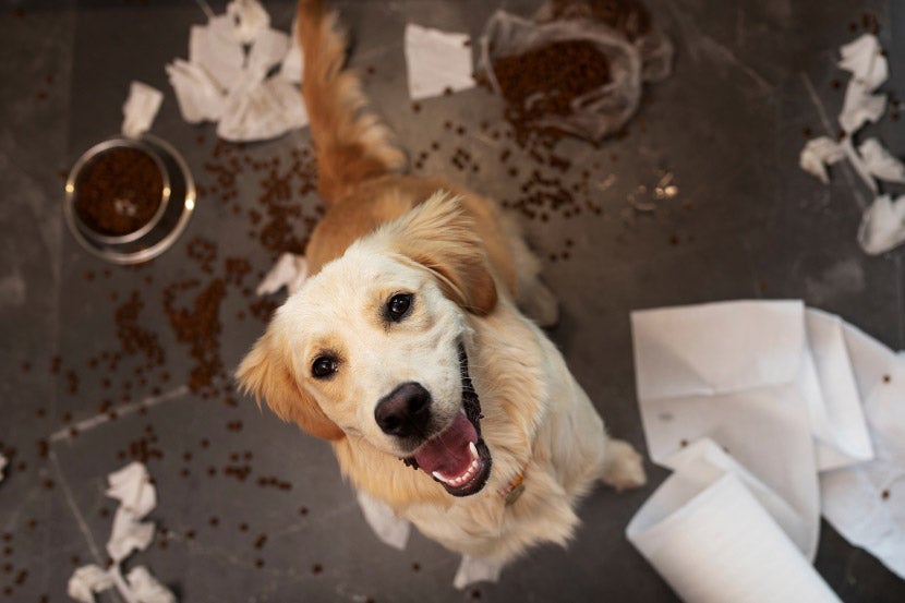 My Pet Ate Something Toxic – Should I Be Worried? My Pet Ate Something Toxic – Should I Be Worried?