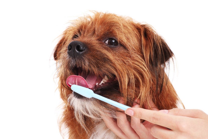 The Importance Of Brushing Your Pets’ Teeth! The Importance Of Brushing Your Pets’ Teeth!