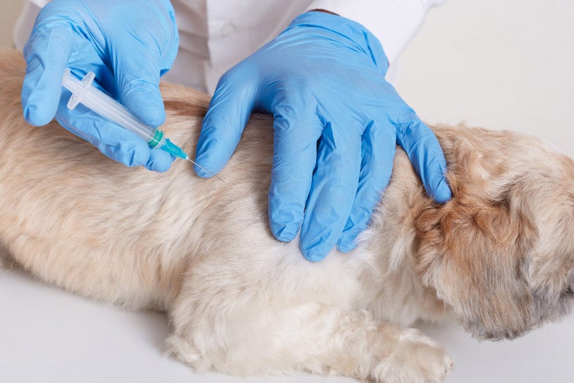 Dog Vaccination Guide Dog Vaccination Guide