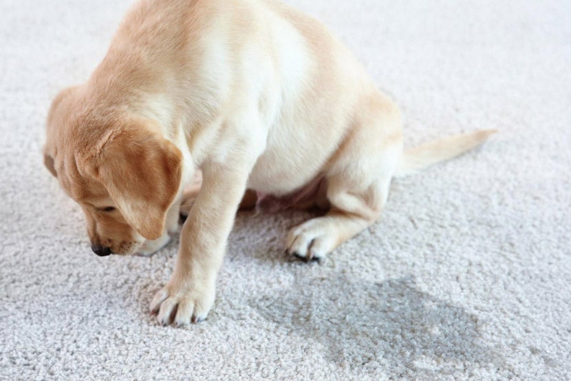 Pet Vomiting – To Care Or Not To Care Pet Vomiting – To Care Or Not To Care