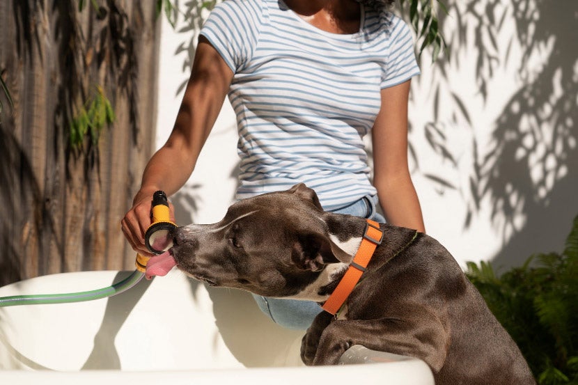 My Pet Is Suddenly Drinking A Lot More Water – Should I Be Worried? My Pet Is Suddenly Drinking A Lot More Water – Should I Be Worried?