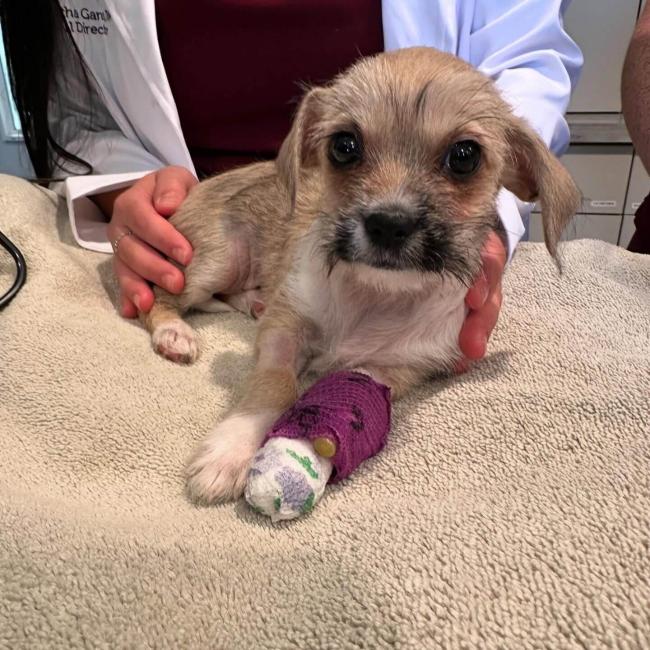 Pet Emergency Care in Scottsdale