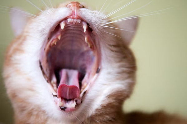 Feline Resorptive Lesions aka Cat Cavities