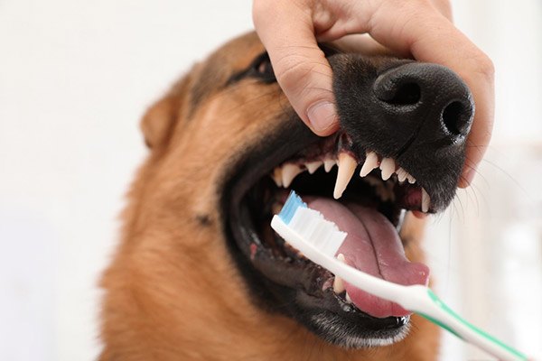 Pet Dental Care Recommendations