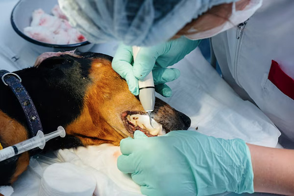 Pet Dental Cleaning: Anesthesia vs Anesthesia Free