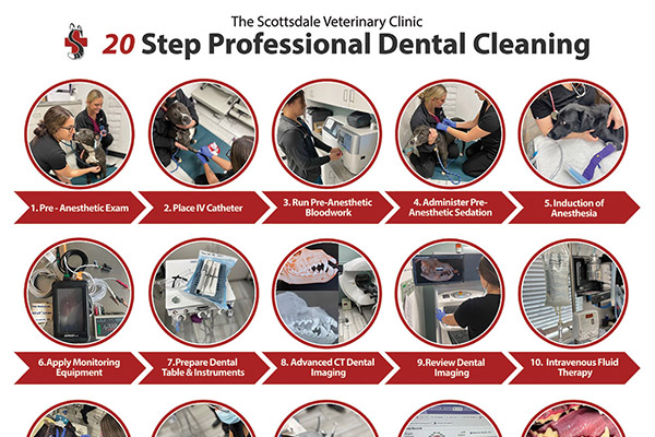 How to: Pet Dental Cleaning Step-by-Step