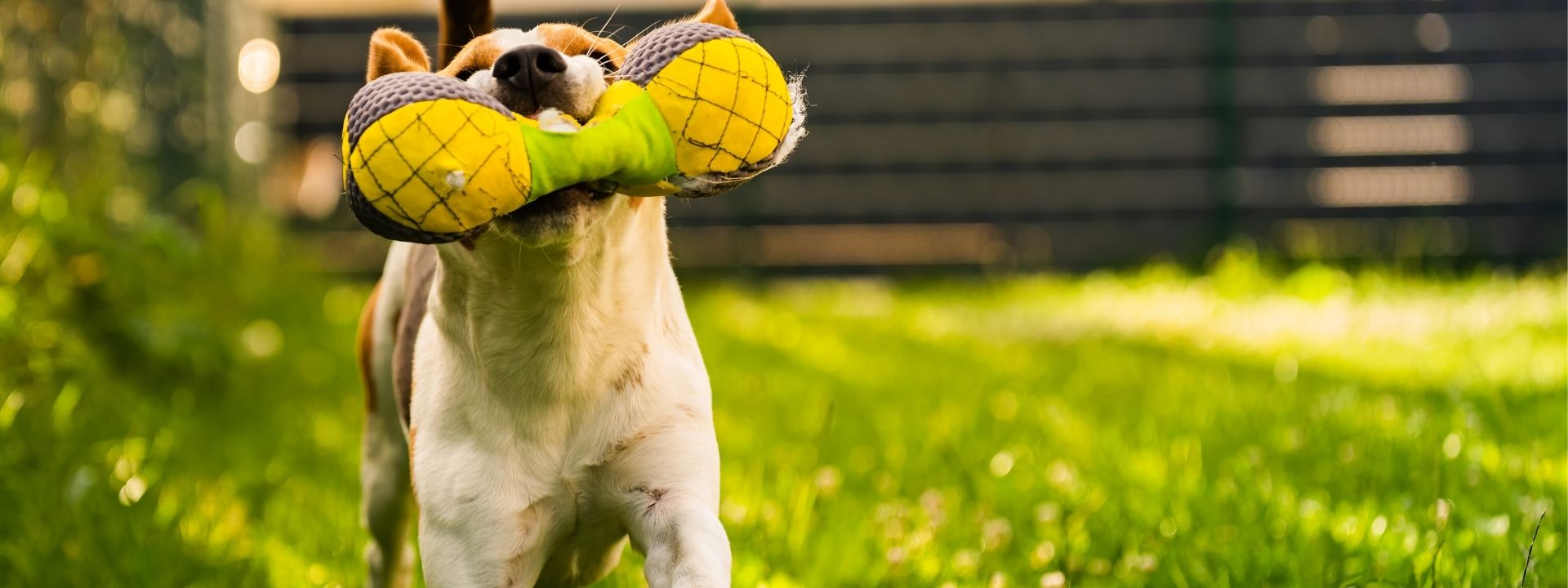 Preventing Foreign Body Ingestion in Pets