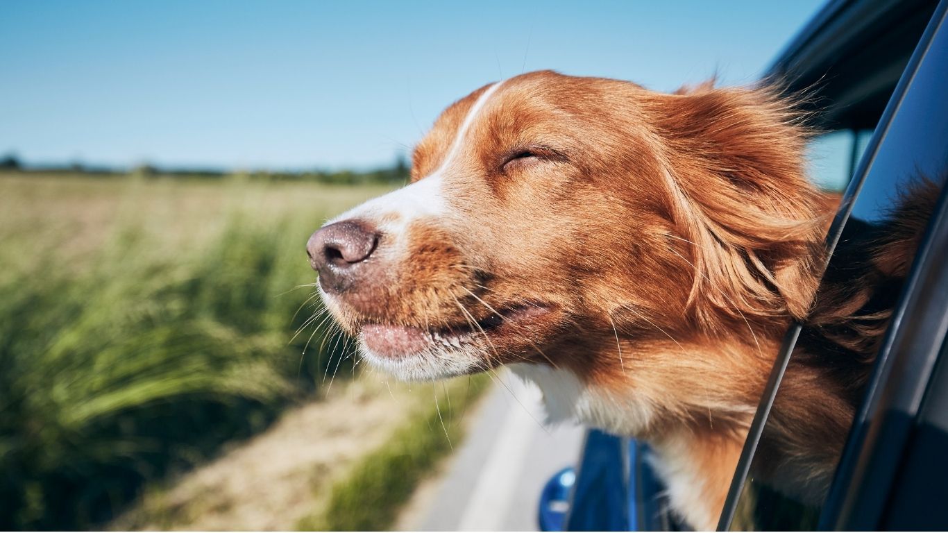 Summer Adventures with Your Pet: Travel Safety Tips for Road Trips, Camping, and Vacations