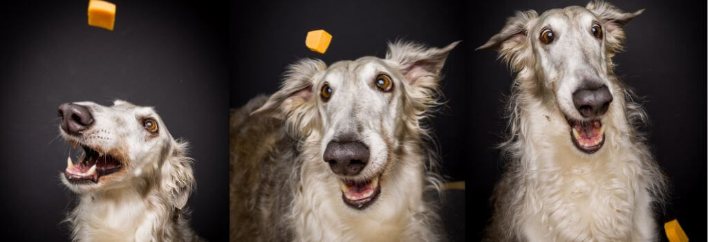Afghan dog mix eating cheese, hilarious images.