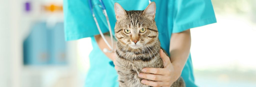 Feline Baselines & Blood Work: How Knowing Your Cat’s “Normal” Can Lead to Better Health Outcomes