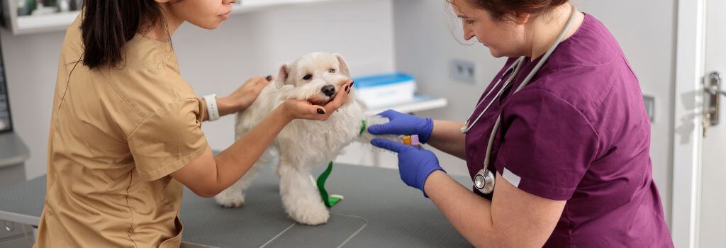 Maximizing Canine Health: The Importance of Lab Work Through Your Dog’s Life