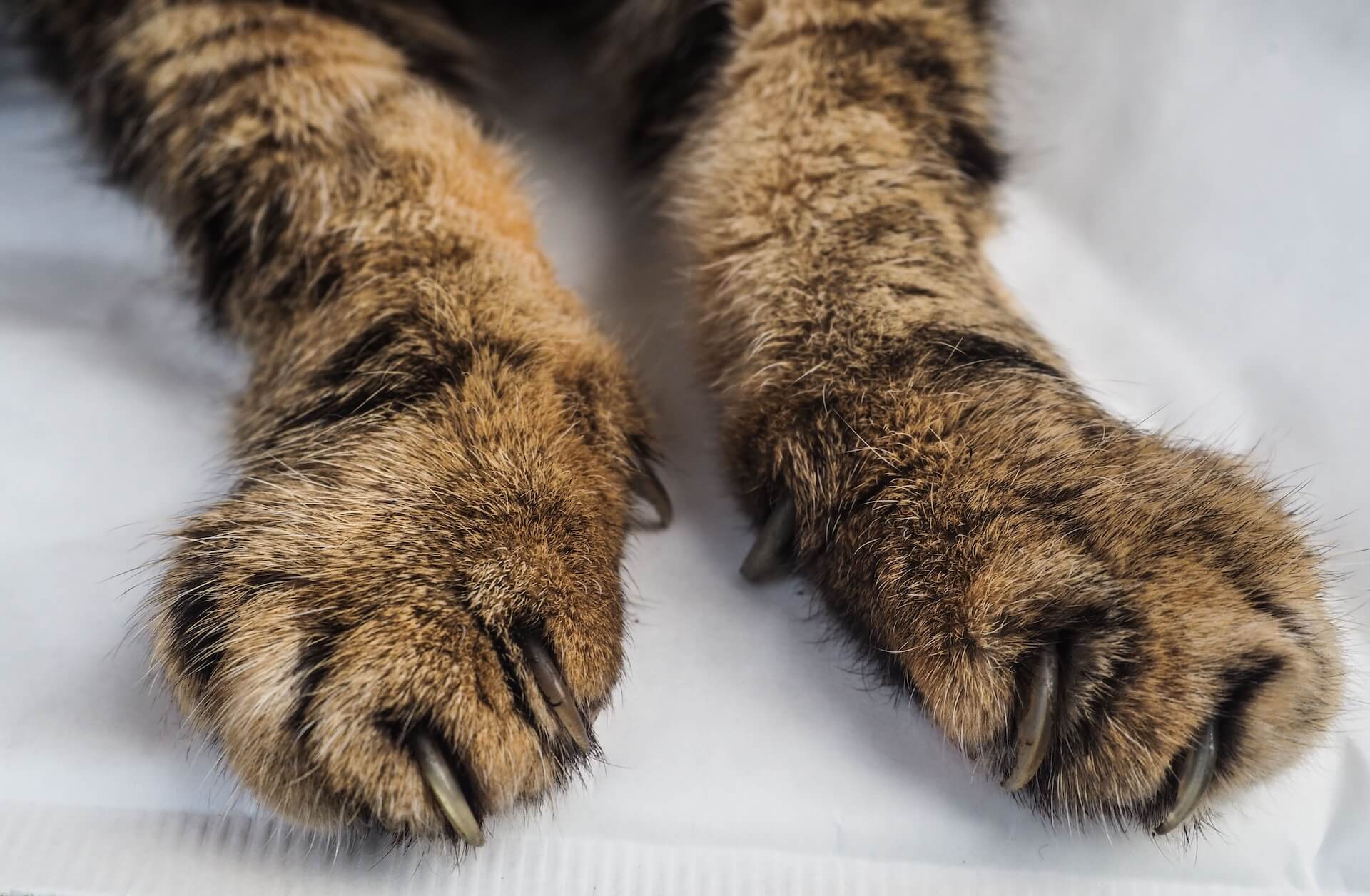 Handling Arthritis In Your Pets