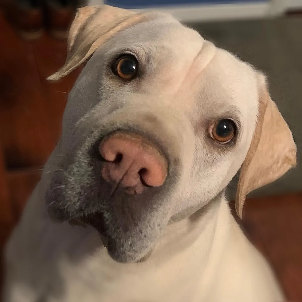 Baxter