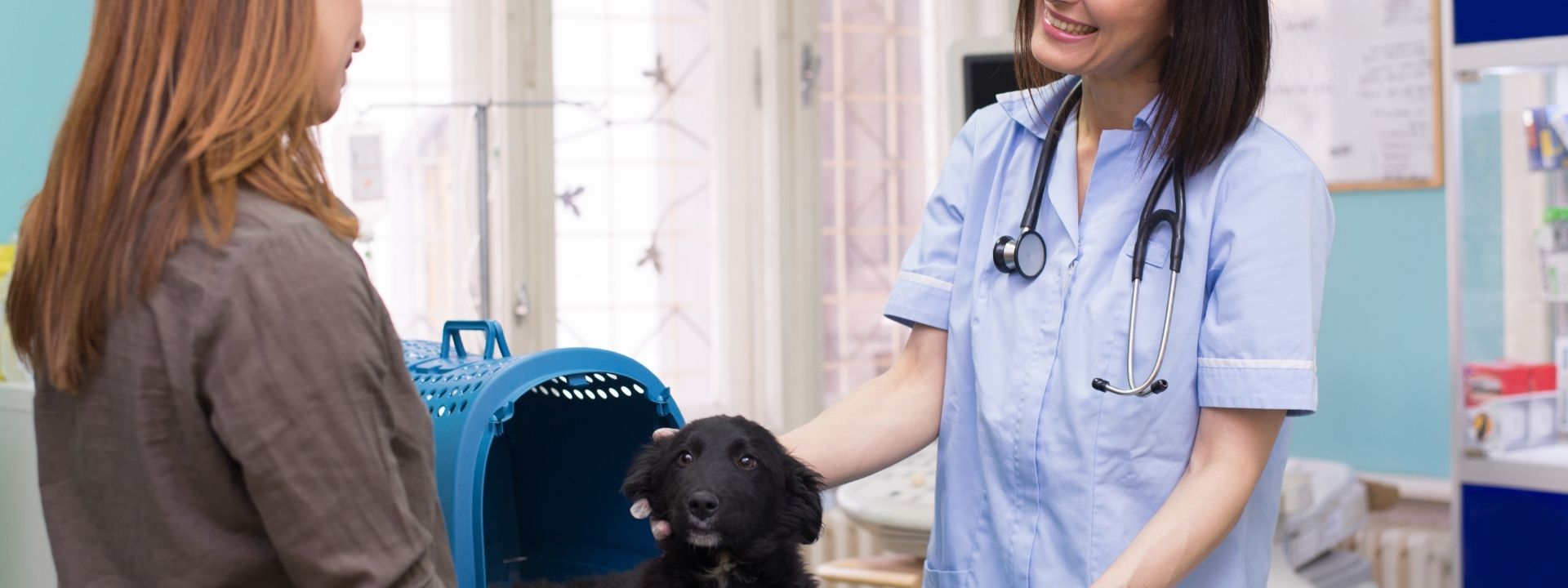 Emergency Vet vs. Regular Vet Clinic: What’s the Difference?