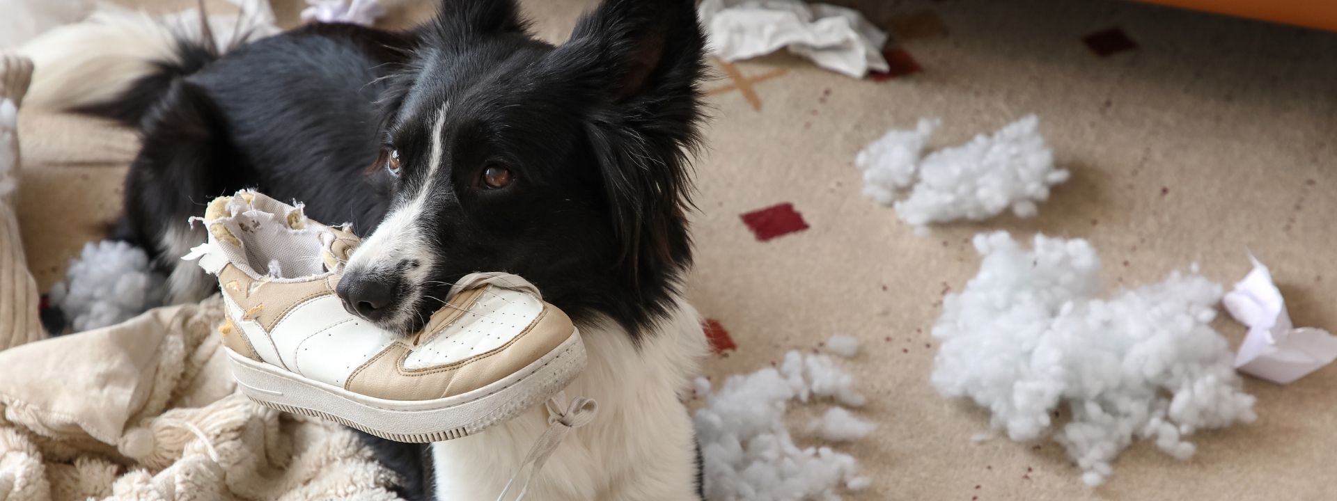 What to Do If Your Pet Swallows Something They Shouldn’t