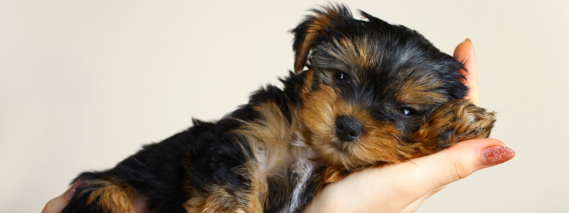 Puppy Vaccination Schedule in Scottsdale, AZ: What Your Puppy Needs and When
