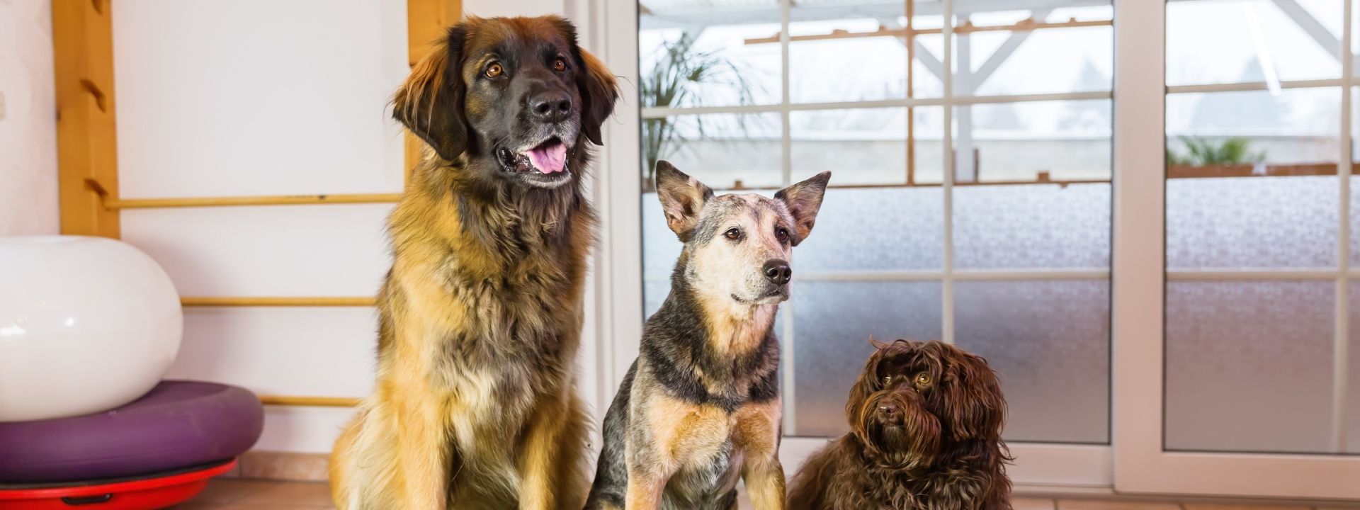 Boarding Your Dog? How to Keep Them Safe From Kennel Cough