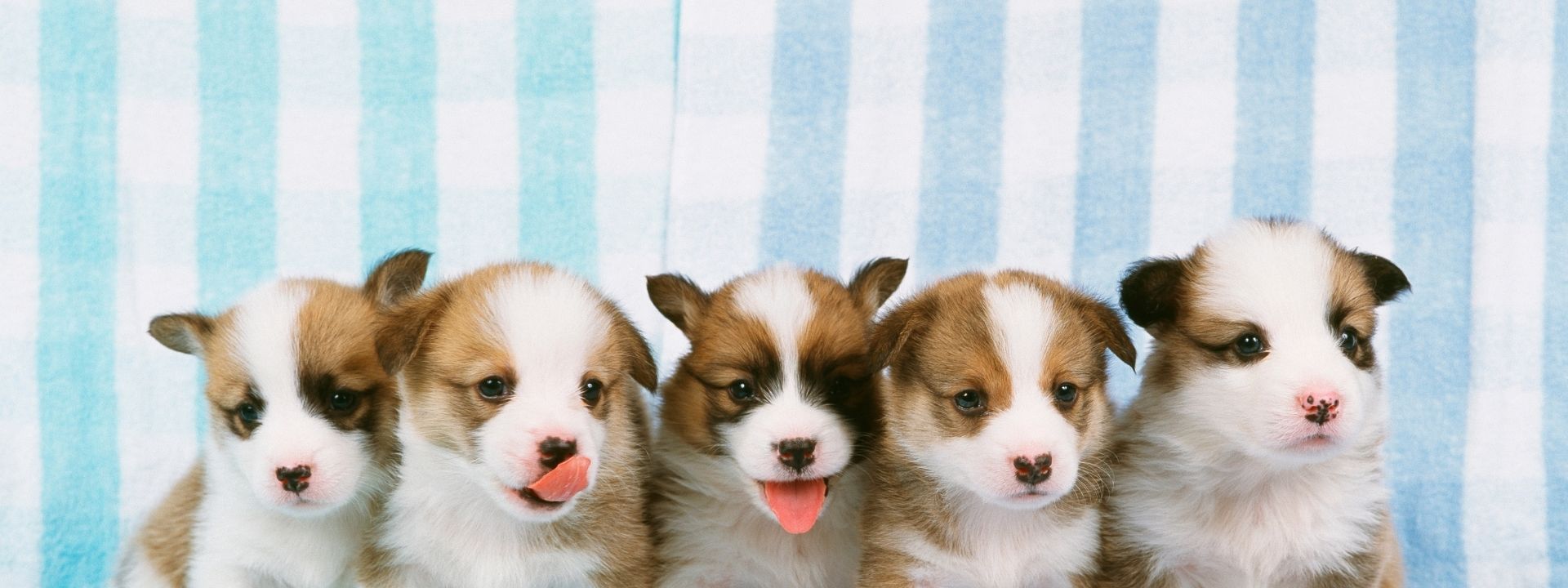 Spotting Parvo Early: What Every Pet Owner Should Know