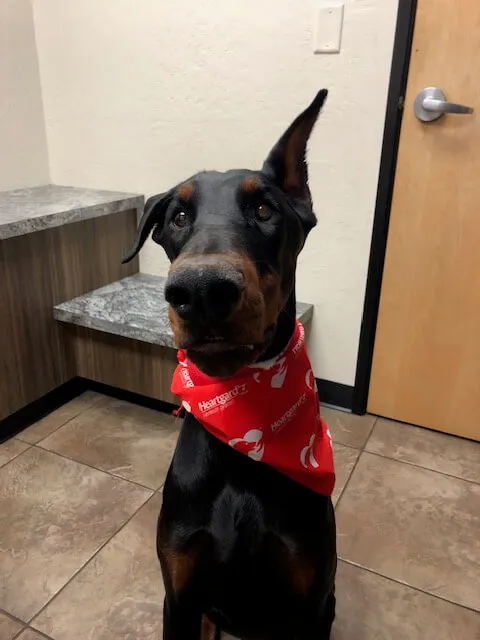 Blood Donor 2 Dog blood donor visiting The Scottsdale Veterinary Clinic in Scottsdale, AZ