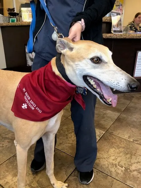 Blood Donor 4 Happy pet blood donor wearing a donor bandana at The Scottsdale Veterinary Clinic