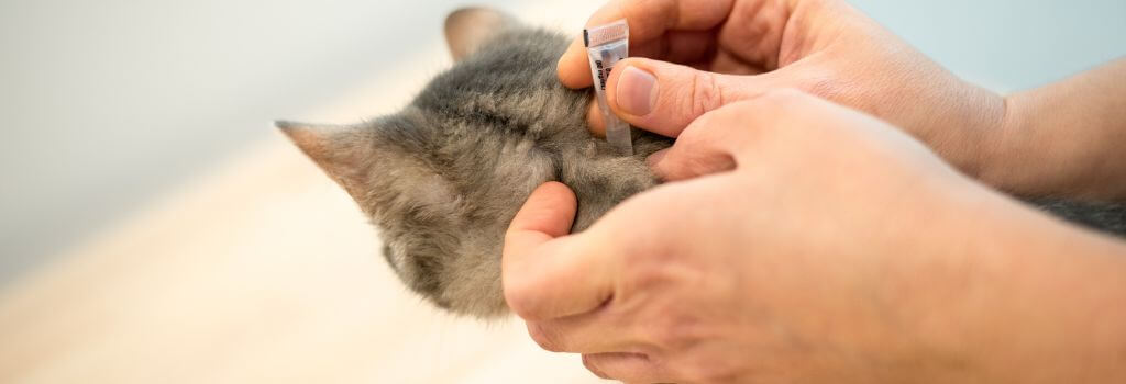 Fleas, Ticks, Mosquitoes, and Heartworms: What Scottsdale Pet Owners Need to Know This Season